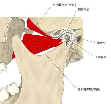 耳珠位置|Visual Anatomy 視覚解剖学